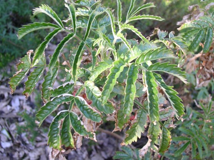 Melianthus comosus